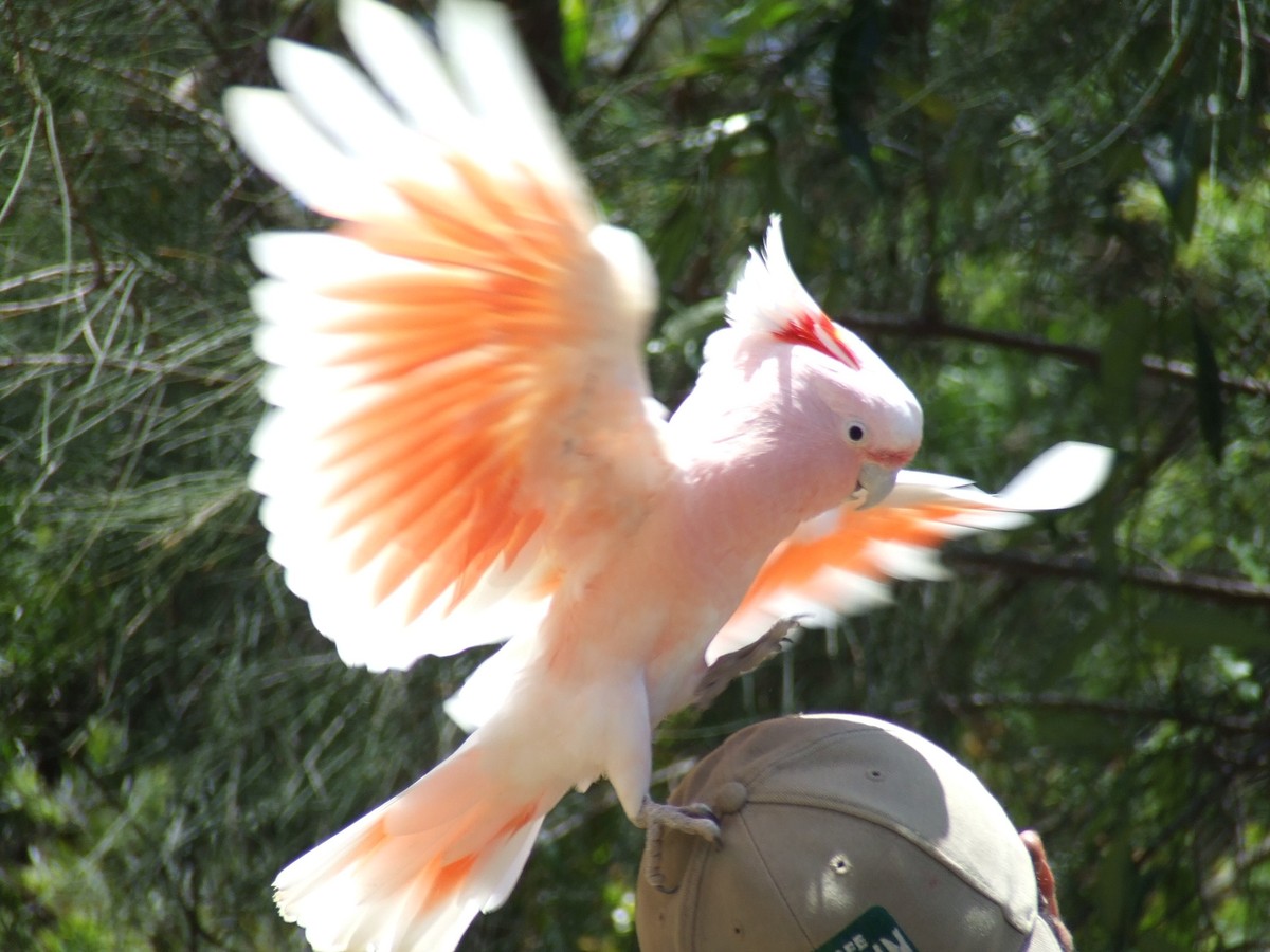 Kakadu Inka - Cacatua leadbeateri